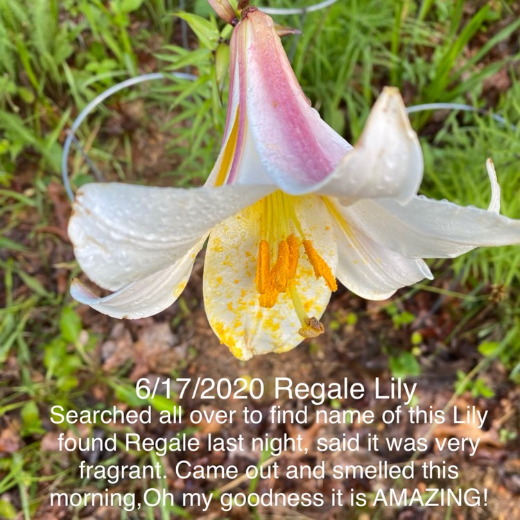 Plant image Lilium regale