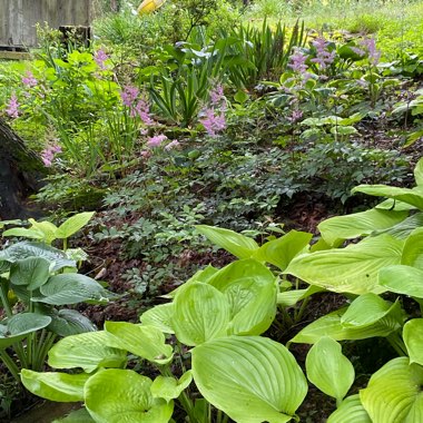 Hosta 'Sum and Substance'
