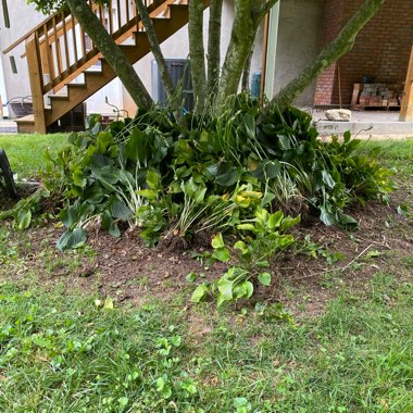 Hosta