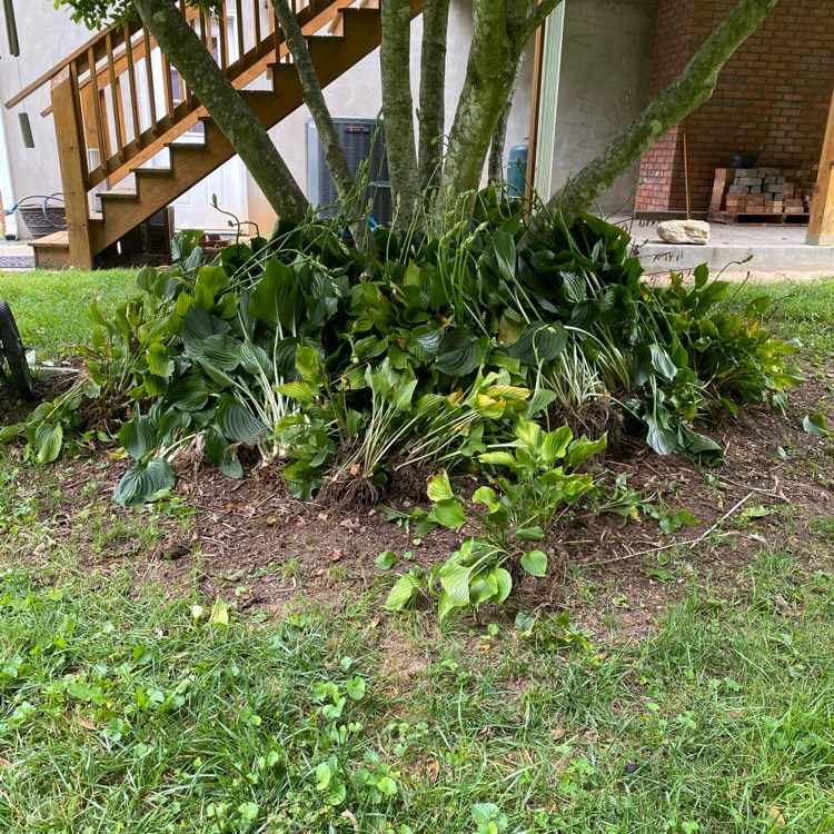 plant image 1342745