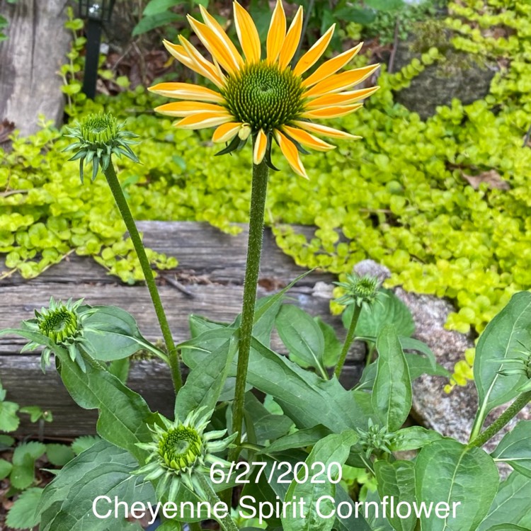 plant image 1342778 plant image 1342778