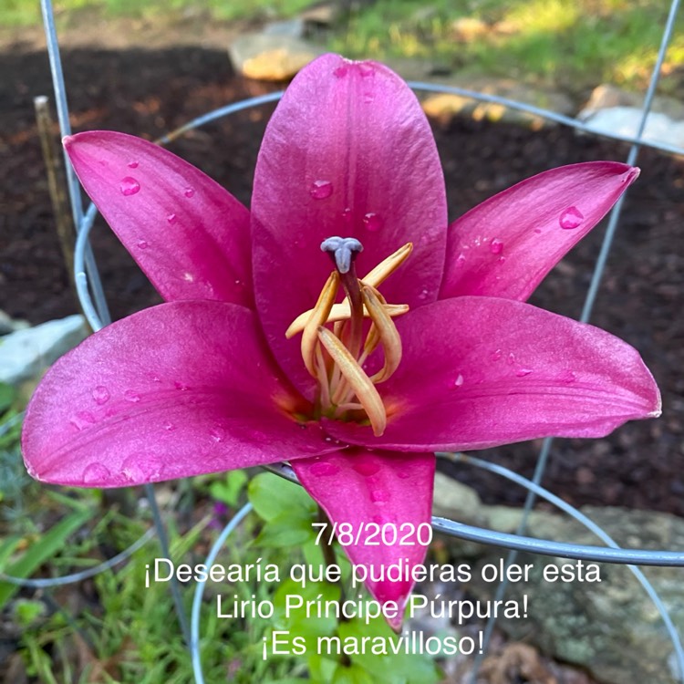 plant image 1351403
