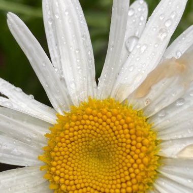 Leucanthemum