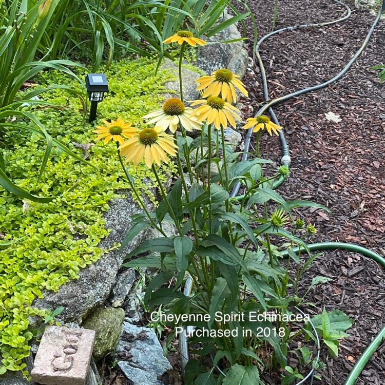 Plant image Echinacea 'Cheyenne Spirit' (Mix)