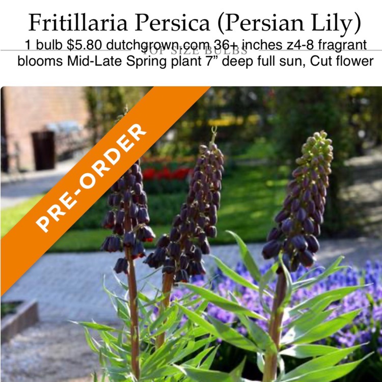 Plant image Fritillaria persica 'Adiyaman'
