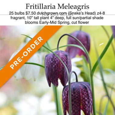 Fritillaria meleagris