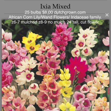 Ixia