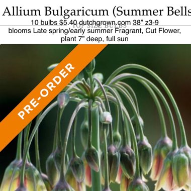 Allium siculum syn. Nectaroscordum siculum, Allium nectaracsardium, Allium bulgaricum