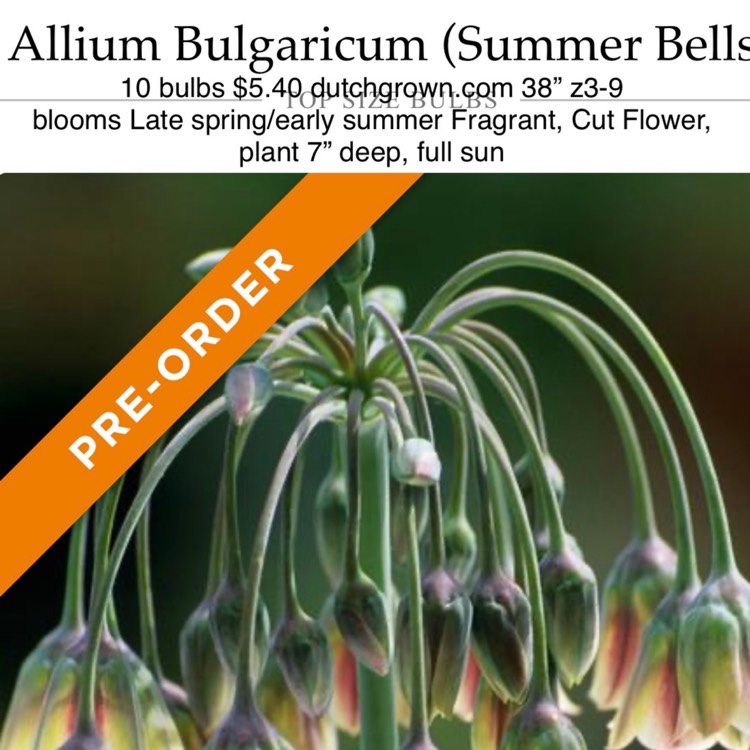 plant image 1355934