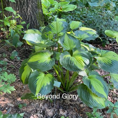 Hosta 'Beyond Glory'