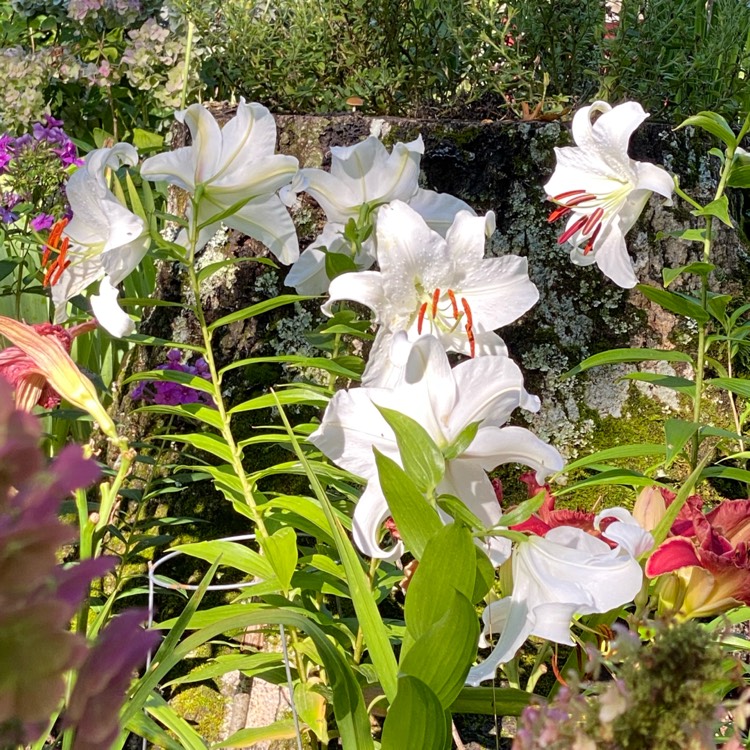 Plant image Lilium 'Casa Blanca'