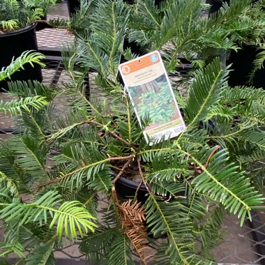 Cephalotaxus Barringtonia ‘Prostrata'