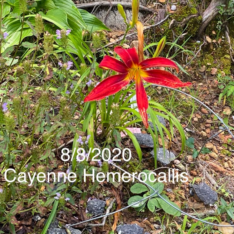 plant image 1371743