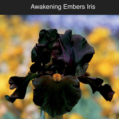 Iris Awakening Embers