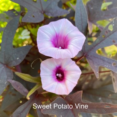 Ipomoea batatas 'Blackie'