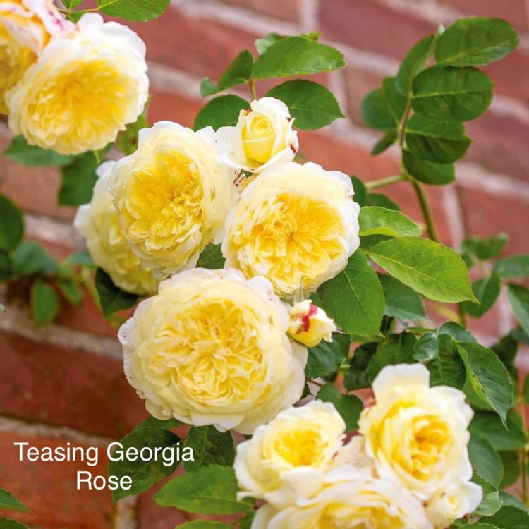 Plant image Rosa 'Teasing Georgia'