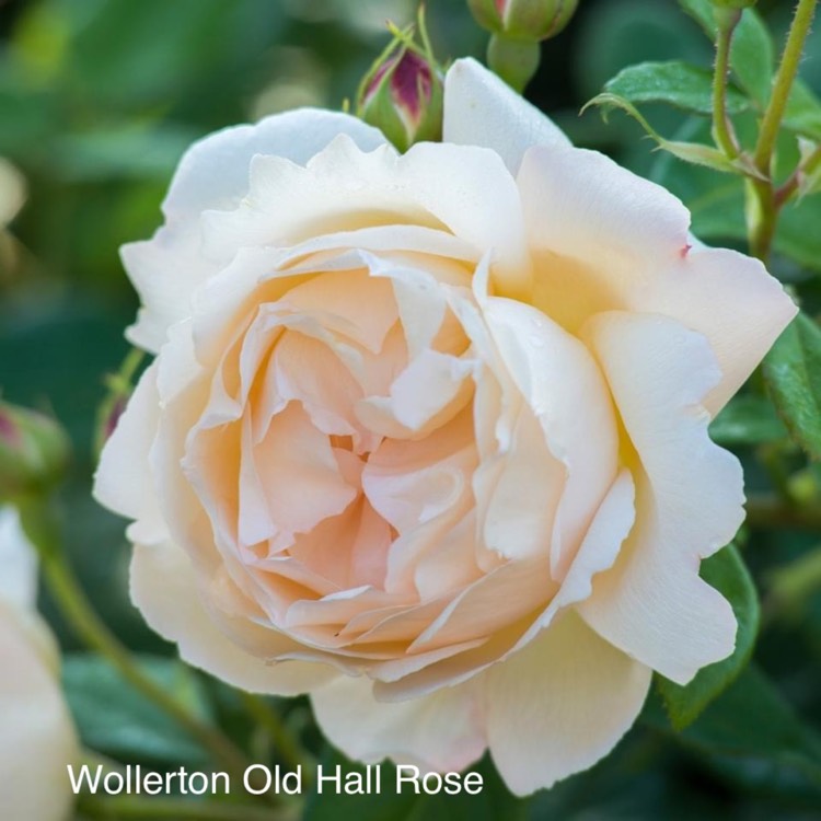 Plant image Rosa 'Wollerton Old Hall'