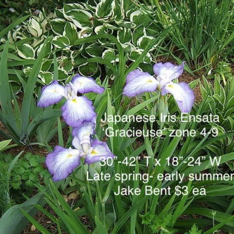 Plant image Iris ensata 'Gracieuse'