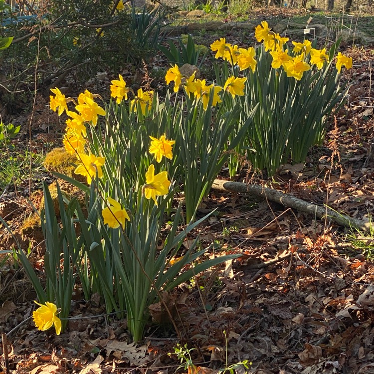 Plant image Narcissus 'King Alfred'