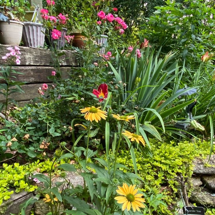 plant image 1504676 plant image 1504676