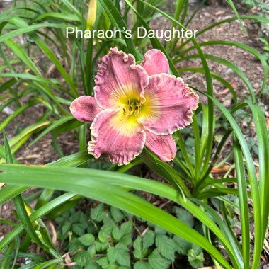 Sharon's garden