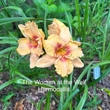 Sharon's garden