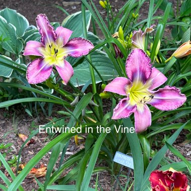 Sharon's garden