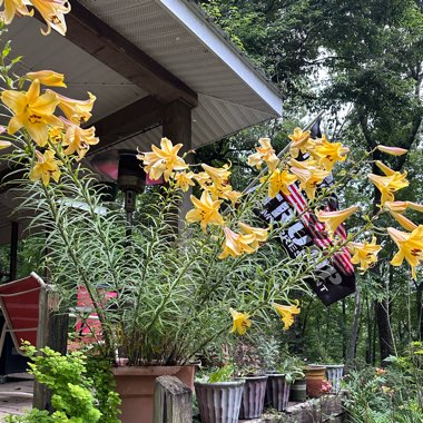 Sharon's garden