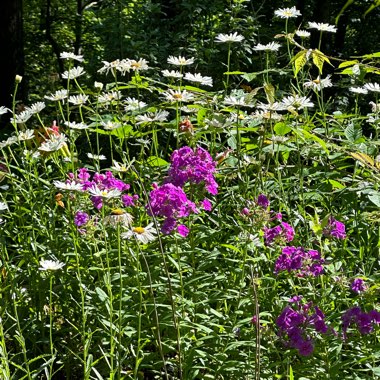 Sharon's garden