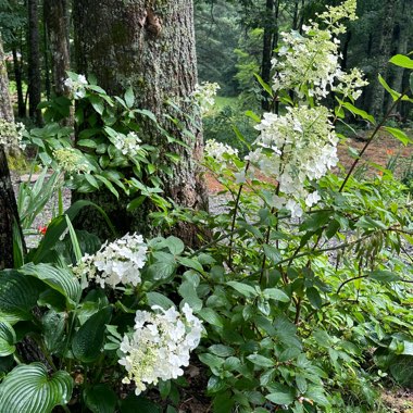 Sharon's garden