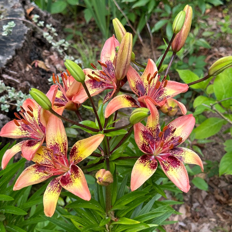 plant image 1716076