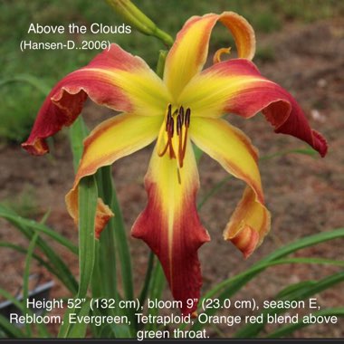 Hemerocallis 'Above The Clouds'