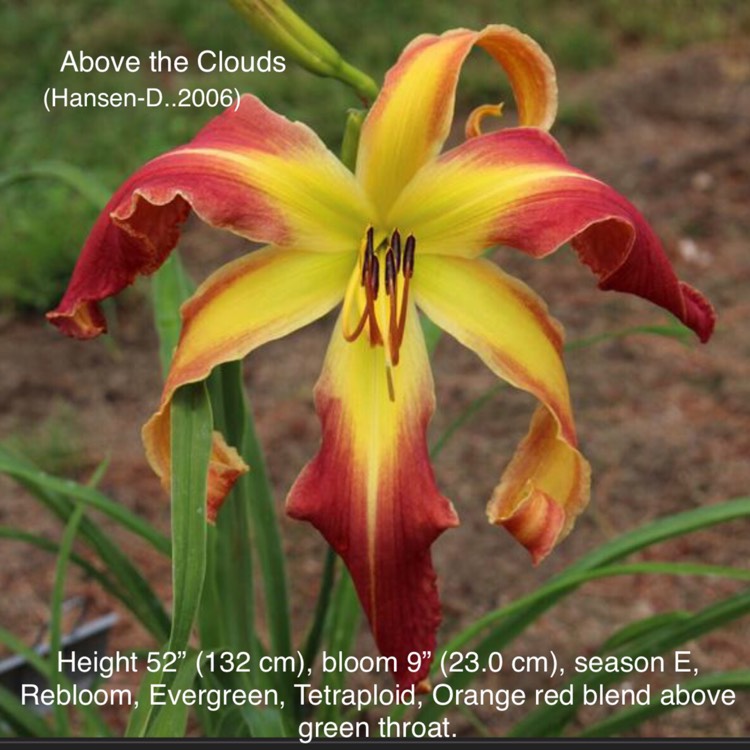 plant image 830548