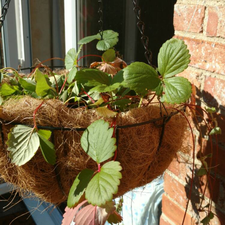 Plant image Fragaria vesca 'Mara des Bois' syn. Fragaria x ananassa 'Mara des Bois'