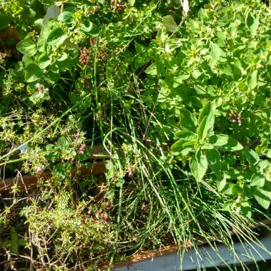 Italian Oregano