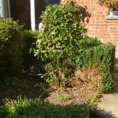 Cherry Laurel