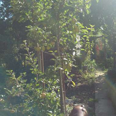Evelyn 's garden