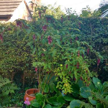 Himalayan Honeysuckle