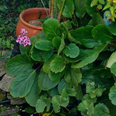Elephant's Ears (Bergenia)