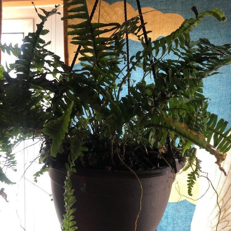 Plant image Nephrolepis Jester