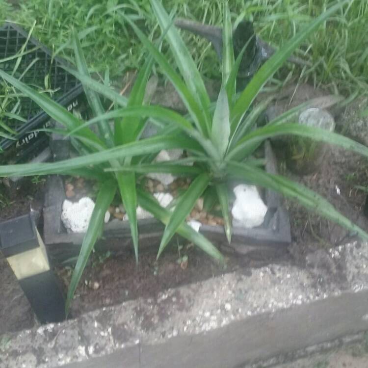 plant image 225880