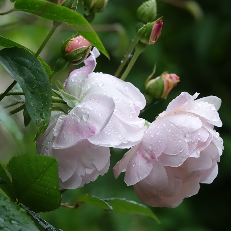 Plant image Rosa 'Ausherbert' syn. Rosa 'The Lady of the Lake'