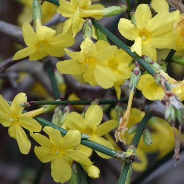 Winter Jasmine