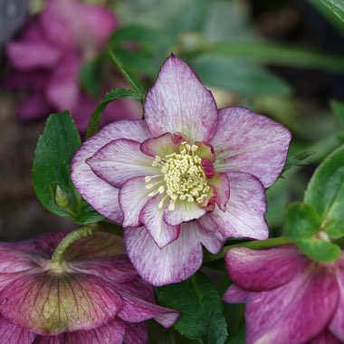 Hellebore 'Stained Glass'