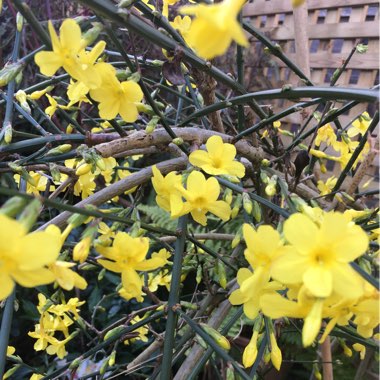 Jasminum nudiflorum