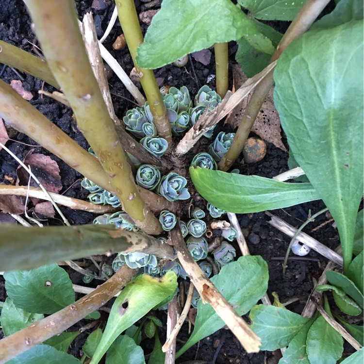 plant image 298863