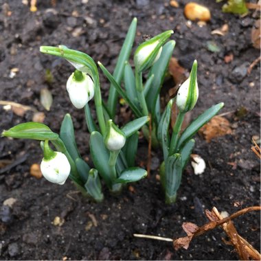 Galanthus 'Hippolyta'