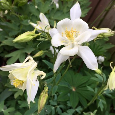 Aquilegia 'White Star'