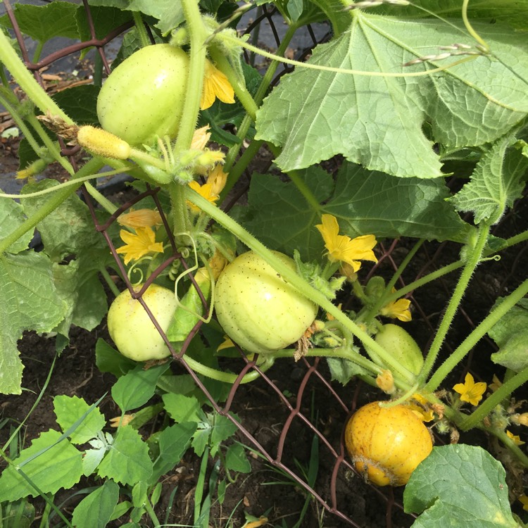 Plant image Cucumis sativus 'Crystal Lemon'