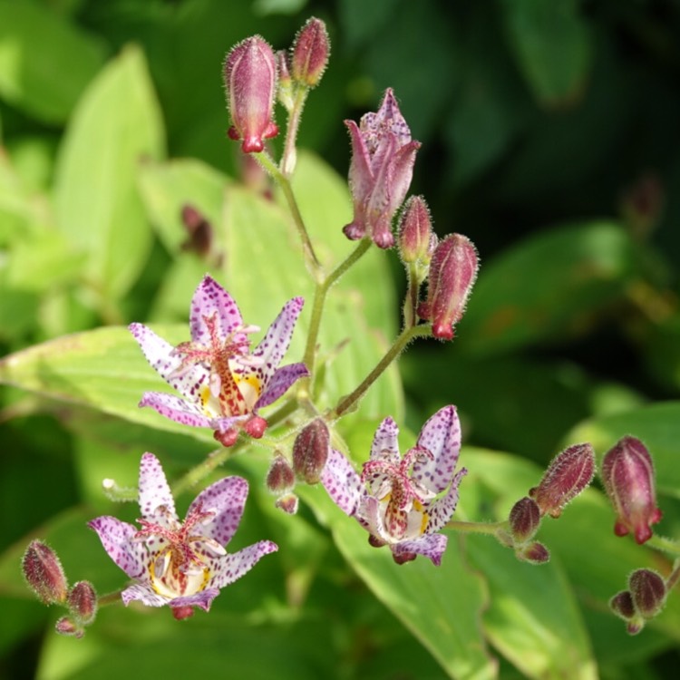 Plant image Tricyrtis formosana 'Pink Freckles'